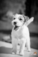 Étalon Jack Russell Terrier - Grandis Silva Jahanara