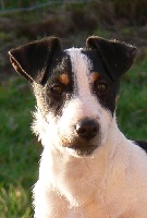Étalon Jack Russell Terrier - Juke Du Haut Atlas