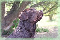 Étalon Labrador Retriever - Indiana jones de Chantemelse