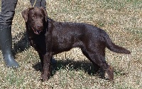 Étalon Labrador Retriever - Jacinthe (Sans Affixe)