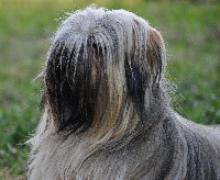 Étalon Lhassa Apso - Java des coleres de Zeus