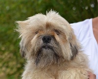 Étalon Lhassa Apso - Illary de dame nature