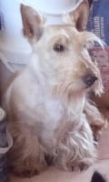 Étalon Scottish Terrier - gulabin Golden boy (dit elson)