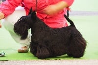 Étalon Scottish Terrier - CH. Verascott Fairy  queen  jww'11