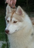 Étalon Siberian Husky - Just my lover aka lyloo of nashkaia