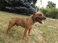 Étalon Staffordshire Bull Terrier - John doe aka snatch Of Spartiate Spirit