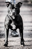 Étalon Staffordshire Bull Terrier - Electra du clan ' Molotov