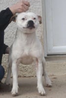 Étalon Staffordshire Bull Terrier - J'embrasse pas dit mama du Logeo de l'Ixaro