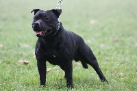 Étalon Staffordshire Bull Terrier - Cariños Team Impact black diamond