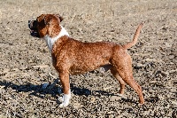 Étalon Staffordshire Bull Terrier - I'm a warrior de la Roche de l'Empereur