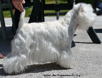 Étalon West Highland White Terrier - Ivoire du royaume de sky