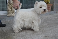 Étalon West Highland White Terrier - Isley du royaume de sky