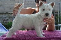 Étalon West Highland White Terrier - Lolita Des Petites Sorcières