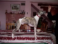 Étalon Whippet - Halloway Titre Initial