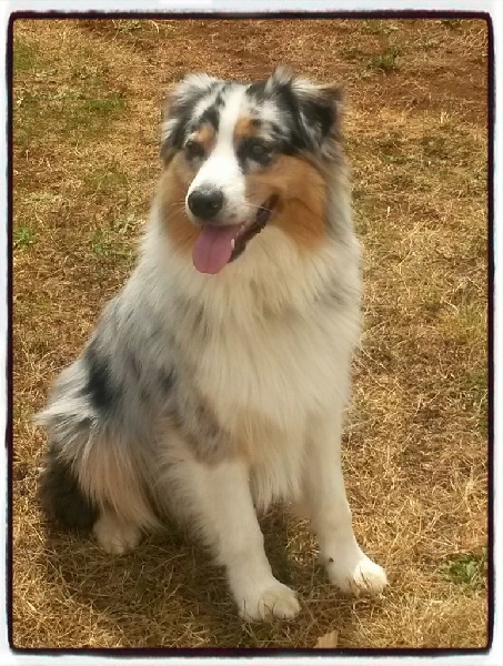 Chien Elevage Des Perles De Magdalena Eleveur De Chiens Berger Australien