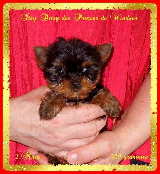 Chien Yorkshire Terrier Itsy bitsty dite bikini des Princes de Windsor