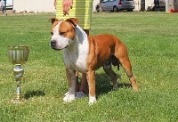 Étalon American Staffordshire Terrier - CH. Back To Basic Gino pure ambition