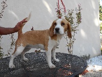 Étalon Beagle - Jinger dit javel des gorges du duzon