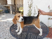 Étalon Beagle - Idylle Du Mas Des Mementes