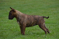 Étalon Bull Terrier - CH. Thud and cuddles Ida van munster