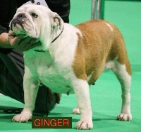 Étalon Bulldog Anglais - des Dunes de Mondopale Ginger