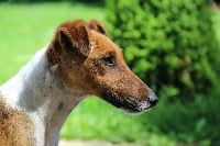Étalon Fox Terrier Poil lisse - Jalousie Des Futaies Du Plessis
