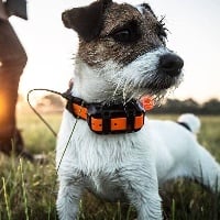 Étalon Jack Russell Terrier - Héroïne De La Petite Gondelaine