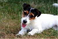 Étalon Jack Russell Terrier - Terra Dumbis Juno mac guff
