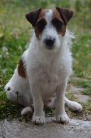 Étalon Jack Russell Terrier - India du manoir del aber benoit