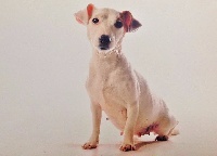 Étalon Jack Russell Terrier - Ima du trophée des dieux