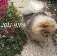 Étalon Spitz allemand - Jolie mira des doux reves d'amours