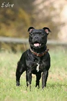 Étalon Staffordshire Bull Terrier - Intoxic girl Du Coeur Des Terres