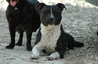 Étalon Staffordshire Bull Terrier - Human nature des kitchou'Pitchou