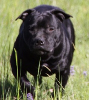 Étalon Staffordshire Bull Terrier - Jeena Blue Angel's Stafford Familly