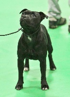 Étalon Staffordshire Bull Terrier - CH. Just a lady Black Bulldiamonds