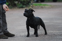 Étalon Staffordshire Bull Terrier - niatona Prix de diane