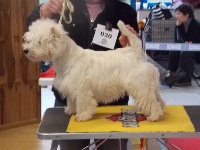 Étalon West Highland White Terrier - Jewel of Black Lollipop
