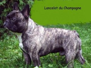 CH. Lancelot Du champagne