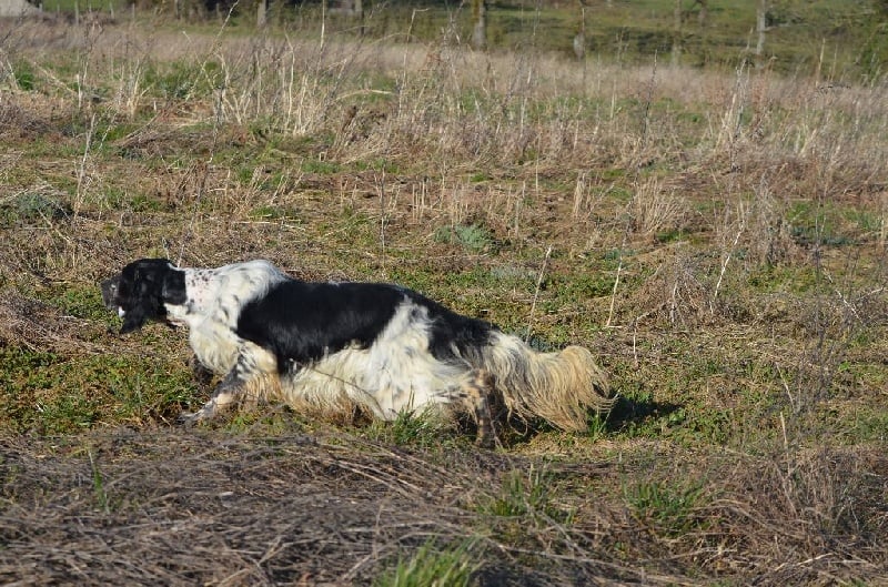 Chien - Elevage de Neyanc - eleveur de chiens Setter Chien - Elevage de Neyanc - eleveur de chiens Setter