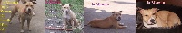 Étalon American Staffordshire Terrier - Injoy brown Pacific blue sky