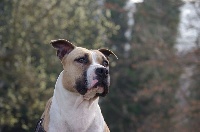 Étalon American Staffordshire Terrier - Insanity sweet de Paco Original's Staff