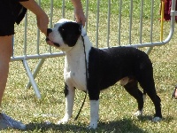 Étalon American Staffordshire Terrier - Hijo del zoltan du domaine de Zeus