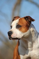 Étalon American Staffordshire Terrier - Intense eyes du temple de Gaïa