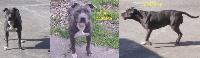Étalon American Staffordshire Terrier - Invy blue de killianamstaff's history