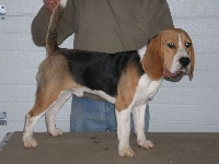 Étalon Beagle - Leader de l'echo de l'argoat