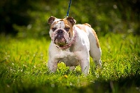 Étalon Bulldog Anglais - Junon Des Gardiens De La Fleur