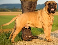 Étalon Bullmastiff - Horus des Jardins D'Atlantis