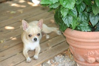 Étalon Chihuahua - Jalouse De L'etoile De Massilia