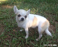 Étalon Chihuahua - Girl Des Petits Grands Bonheurs