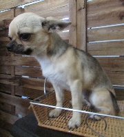 Étalon Chihuahua - Jaima Des Petits Grands Bonheurs